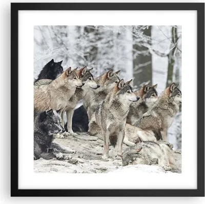 Produktbild von Gerahmtes Poster - Schwarzer Rahmen - Rudel Wölfe Winter - 40x40 cm - Wand Bild - Wanddeko - Wandbilder - Kunstposter - Wandposter - Bilderrahmen - Bilder - Kunstdruck - Wandbild - P2BAC40x40-4357