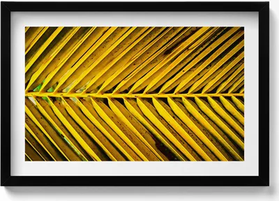 Produktbild von Goldene Blätter einer Pflanze– Wandbild mit Rahmen – Gerahmtes Bild  – Wanddekoration – 60x40 cm –  Schwarz Rahmen