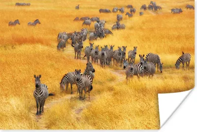 Produktbild von MuchoWow® Poster Herde Zebras in freier Wildbahn 180x120 cm - Fotoplakat