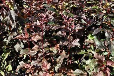 Produktbild von Physocarpus opulif. 'Diable d'or'® ( 'mindia'®) - Fasanenspiere  60- 80 cm - Container