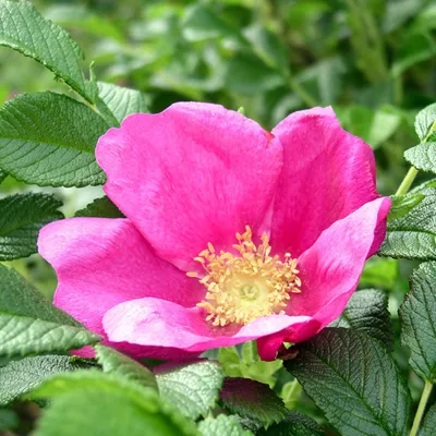 Image de 2 x Rosier rouge - Rosa rugosa 'Rubra' | 40-60 cm en conteneur
