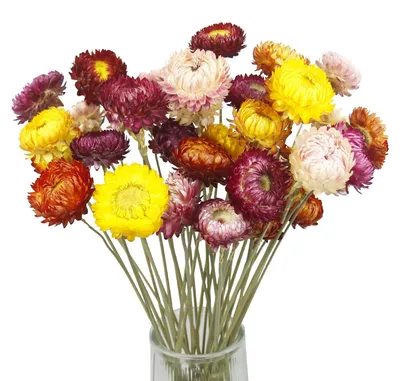20 getrocknete Strohchrysanthemen, 43 cm, für Innen