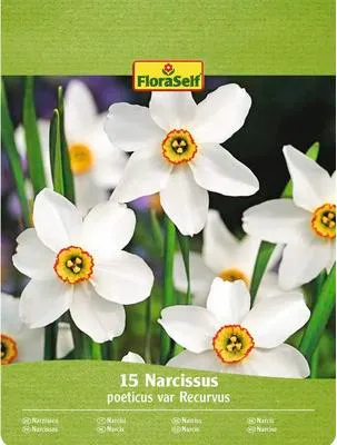 Obrázek produktu pro Narcisy FloraSelf 'Recurvus' 15 ks