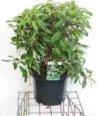 Obrázok produktu pre Viburnum dav. 'Angustifolium' - Snehová guľa 40- 50 cm - Kontajner