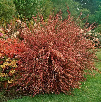 Produktbild von Cytisus praecox 'Hollandia', Besenginster, rosa Blüten, 30–40 cm