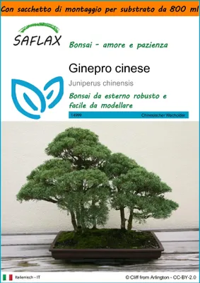 Immagine prodotto di SAFLAX Garden in the bag - Ginepro cinese - 30 semi - Juniperus