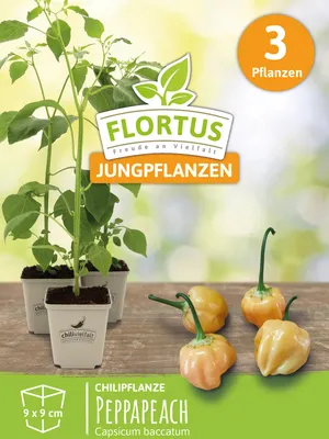 Artikelbild 6 von 'Chilipflanze Peppapeach' aus der Kategorie Chilipflanzen