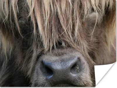 Produktbild von MuchoWow® Poster Schottischer Highlander - Braun - Nase 160x120 cm - Foto Plakat