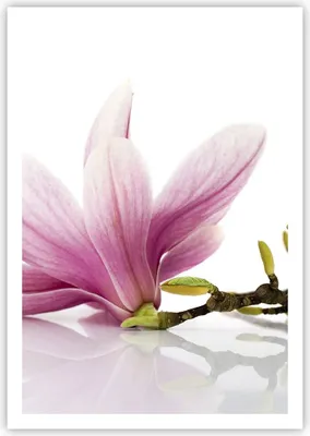 Produktbild von Poster - Poster ohne Rahmen - Magnolie blume natur pflanze - 70x100 cm - Wand Bild - Wanddeko - Wandbilder - Kunstposter - Wandposter - Bilder - Kunstdruck - Wandbild - P2XPA70x100-2641