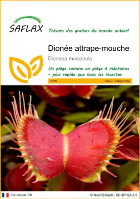 Image de SAFLAX  - Dionée attrape-mouche - 10 graines - Dionaea