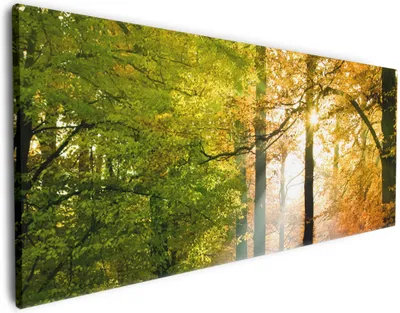 Produktbild von Wallario Premium Leinwandbild Sonnenuntergang im Herbstwald in Größe 50 x 125 cm