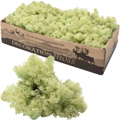 Moosbox Isländisch Moos mintgrün 500 g