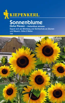 Produktbild von Sonnenblume Hohe Riesen | Sonnenblumensamen von Kiepenkerl