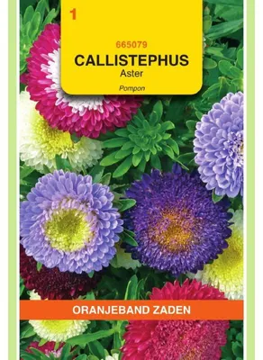 Imagen del producto de Semillas de Callistephus chinensis (flor de naranja), mezcla de variedades "Pompon" - 1 paquete