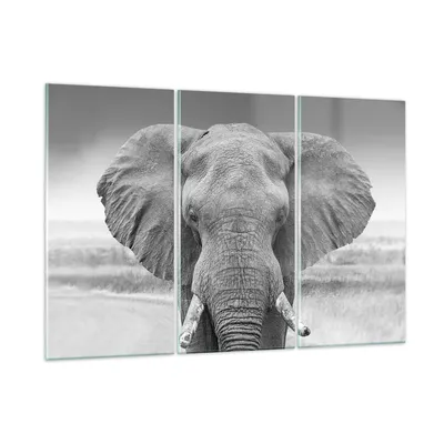 Produktbild von Bilder auf glas - 3 Teile - Elefant Afrika Tier - 105x70cm - Glasbilder - Wandbilder - Bilder - zum Aufhängen bereit - Wanddekoration aus Glas - Glas Bilder - Wandbild auf Glas - GCE105x70-5072