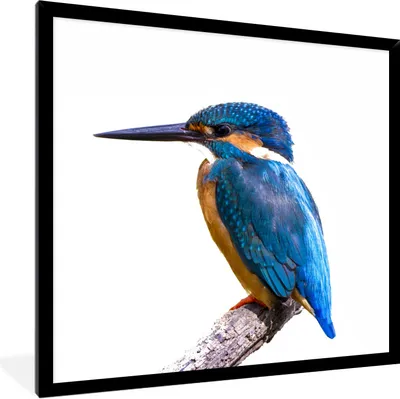 Produktbild von MuchoWow® Gerahmtes Poster Eisvogel - Federn - Zweig - Blau 40x40 cm - Poster mit Schwarzem Bilderrahmen Wandposter Rahmen Foto Bilder - Mit Rahmen - Wanddekoration Schlafzimmer