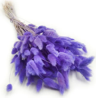 Produktbild von Getrocknete Hasenschwanzgras - (Lagurus) - Flieder