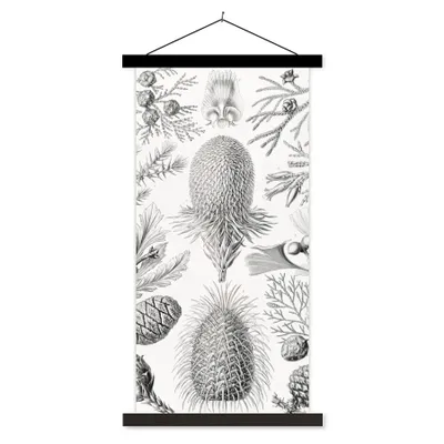 Produktbild von MuchoWow® Textilposter Koniferen - Ernst Haeckel - Kunst - Retro - Illustration - Natur 90x180 cm mit schwarzem Rahmen - Dekoration Wohnzimmer