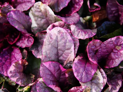 Produktbild von Stauden Gänge 1 x Ajuga reptans ‚Burgundy Glow' - Kriechender Günsel - Eleganter Bodendecker mit leuchtendem Blattwerk