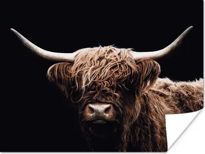 Produktbild von MuchoWow® Poster Schottischer Highlander - Schwarz - Horn 80x60 cm - Kunst für zu Hause