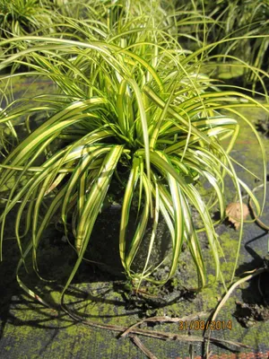 Produktbild von Carex oshimensis Eversheen - Gartensegge Eversheen