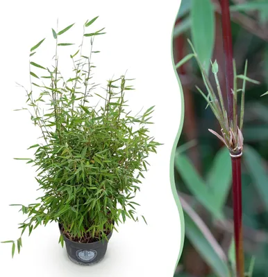 Image de Graminées - Fargesia nitida Red Dragon - Non invasif Bambou - Feuillage persistant - 70-80cm - Ø23cm - Plante de jardin