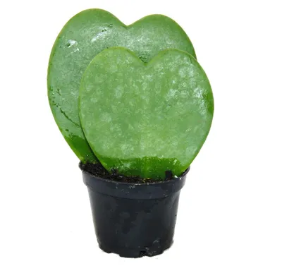 Imagen del producto de Hoya kerrii – Planta "corazón", planta "corazón" o "pequeño tesoro" – Doble corazón en maceta de 6 cm