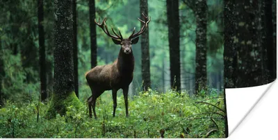 Produktbild von MuchoWow® Poster Hirsche - Wald - Bäume - Tiere - Natur 80x40 cm - Wanddeko