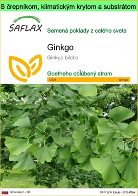 Obrázok produktu pre SAFLAX Garden to go - ginkgo - Ginkgo biloba - 4 Semená - S črepníkom, klimatickým vekom a pestovateľským substrátom
