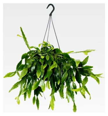Produktbild von Moderne Kakteen-Ampel mit interessanter Blattstruktur - Rhipsalis crispata - 15cm
