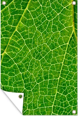Obrázek produktu pro MuchoWow® Zahradní plakáty - Listy - Příroda - Zelená - 90x60 cm - Zahradní dekorace