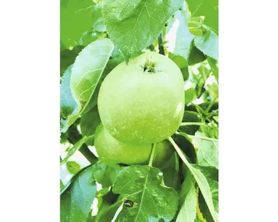 Obrázek produktu pro Jabloň sloupovitáFloraSelfMalus domestica 'Green Fink' 130-150 cm květináč 7,5 l