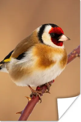 Produktbild von MuchoWow® Poster Kropftaube - Vogel - Tiere 120x180 cm - Kunstposter