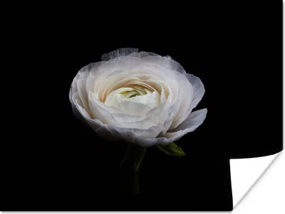 Produktbild von MuchoWow® Poster Blume - Schwarz - Weiß 160x120 cm - Foto Plakat