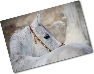 Produktbild von Tulup Glas Herdabdeckplatte - 80x52 cm - Glaskeramikkochfeld-Abdeckung Spritzschutz Glasabdeckplatte - Einteilig - Tiere - Arabisches Pferd - Weiß