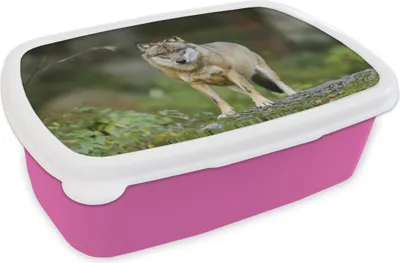 Produktbild von KitchenYeah® Lunchbox Brotzeit Brotdose 17x11 cm Wolf - Tiere - Wald Kinder Brotzeitdose - Lunchpaket - Brotkasten  - Sandwich Box