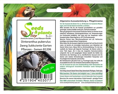 Produktbild von 10x Dinteranthus puberulus Zwerg Sukkulente Garten Pflanzen - Samen B1206