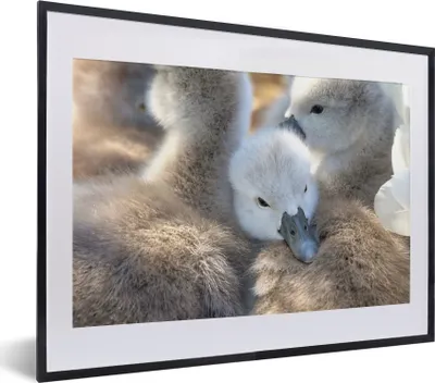 Produktbild von MuchoWow® MuchoWow® Gerahmtes Poster Schwäne - Licht - Küken 40x30 cm - Poster mit zchwarzem Bilderrahmen - Bilderrahmen - Poster im Rahmen
