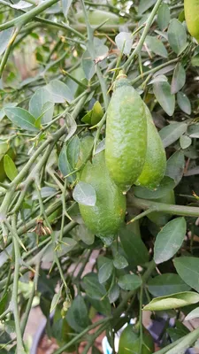 Image de Citrus australasica 'Faustrime' greffé sur FA5 / Citronnier caviar Faustrime