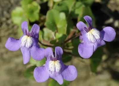 Produktbild von Zimbelkraut Mauerblümchen  50 Samen