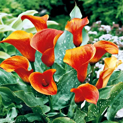 Produktbild von Kalla Knolle Blumen Blumentopf Schnittblumen Zantedeschia Calla Orange 1 St.