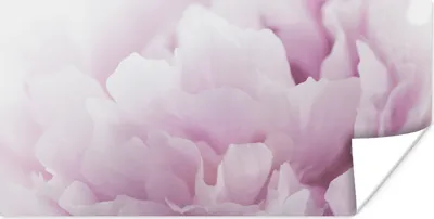 Produktbild von MuchoWow® Poster Nahaufnahme einer rosa Pfingstrose 40x20 cm - Poster für die Wand - Poster Schlafzimmer