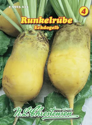 Produktbild von Runkelrübe Eckdogelb | Runkelrüben- & Futterrübensamen von N.L. Chrestensen [MHD 01/2026]