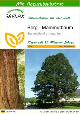 Produktbild von SAFLAX - Berg - Mammutbaum - 50 Samen - Mit keimfreiem Anzuchtsubstrat - Sequoiadendron gigantea