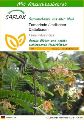 Produktbild von SAFLAX - Tamarinde / Indischer Dattelbaum - 4 Samen - Mit keimfreiem Anzuchtsubstrat - Tamarindus indica