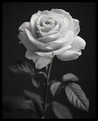 Produktbild von Plakat mit Rosenblätter-Motiv, monochrom, zeitloses Design, Größe 40x50cm