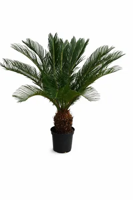 A potted plant on a white background.