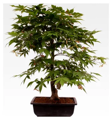 Produktbild von Bonsai - A. palmatum 'Osakazuki', Japanischer Fächerahorn