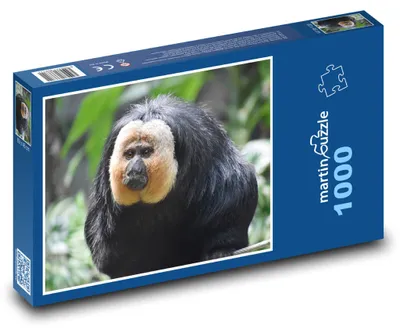 Obrázek produktu pro Puzzle 1000 Chvostan bělolící - opice - martinpuzzle