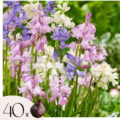 Image de Jacinthe - Set de 40 - Hyacinthoides Hispanica - Bulbes à fleurs